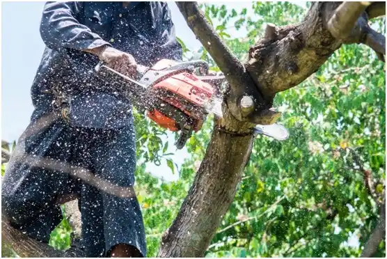 tree services Brush Prairie